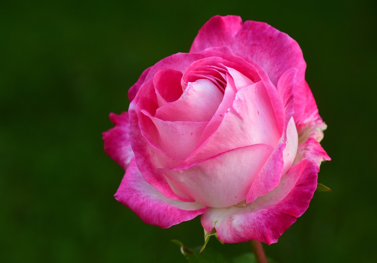 How to Create a Picture-Perfect Rose Garden